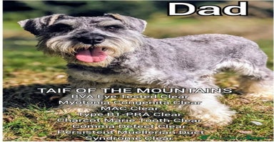 Miniature Schnauzer dogs - Advert 4