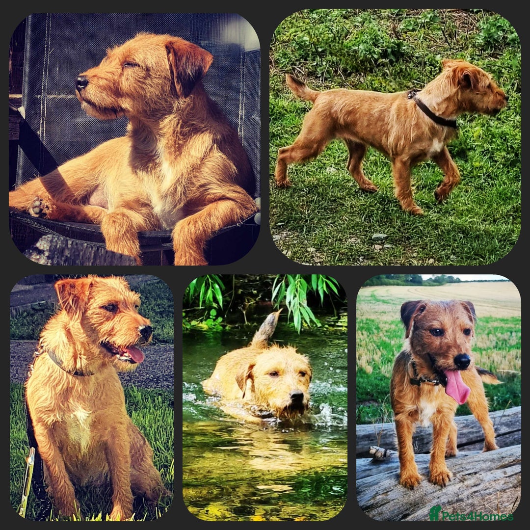 Lakeland Terrier dogs for sale: 18month Lakeland bitch  - Advert 4