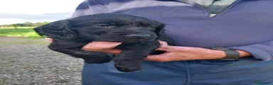 Cocker Spaniel 2