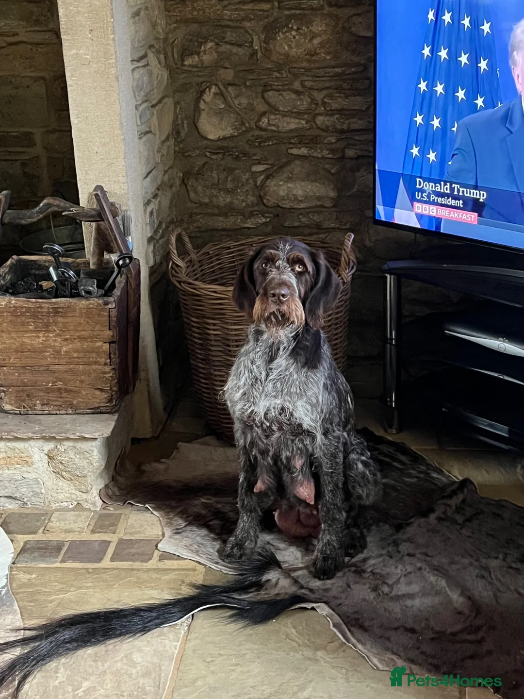 German Wirehaired Pointer dogs for sale: Wiredhaired German pointer pups hi - Advert 1