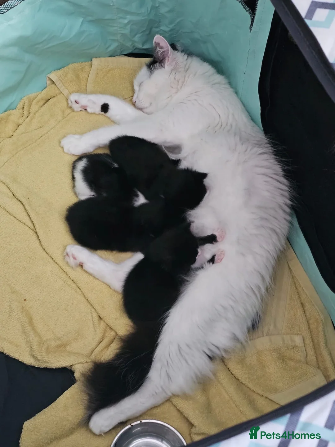 Mixed Breed cats for sale: Fluffy kittens ready to leave in Woodbridge - Advert 17