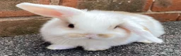 Mini Lop rabbits for sale: STINNING PURE BREED MINI LOPS AMAZING COLOURS - Advert 10