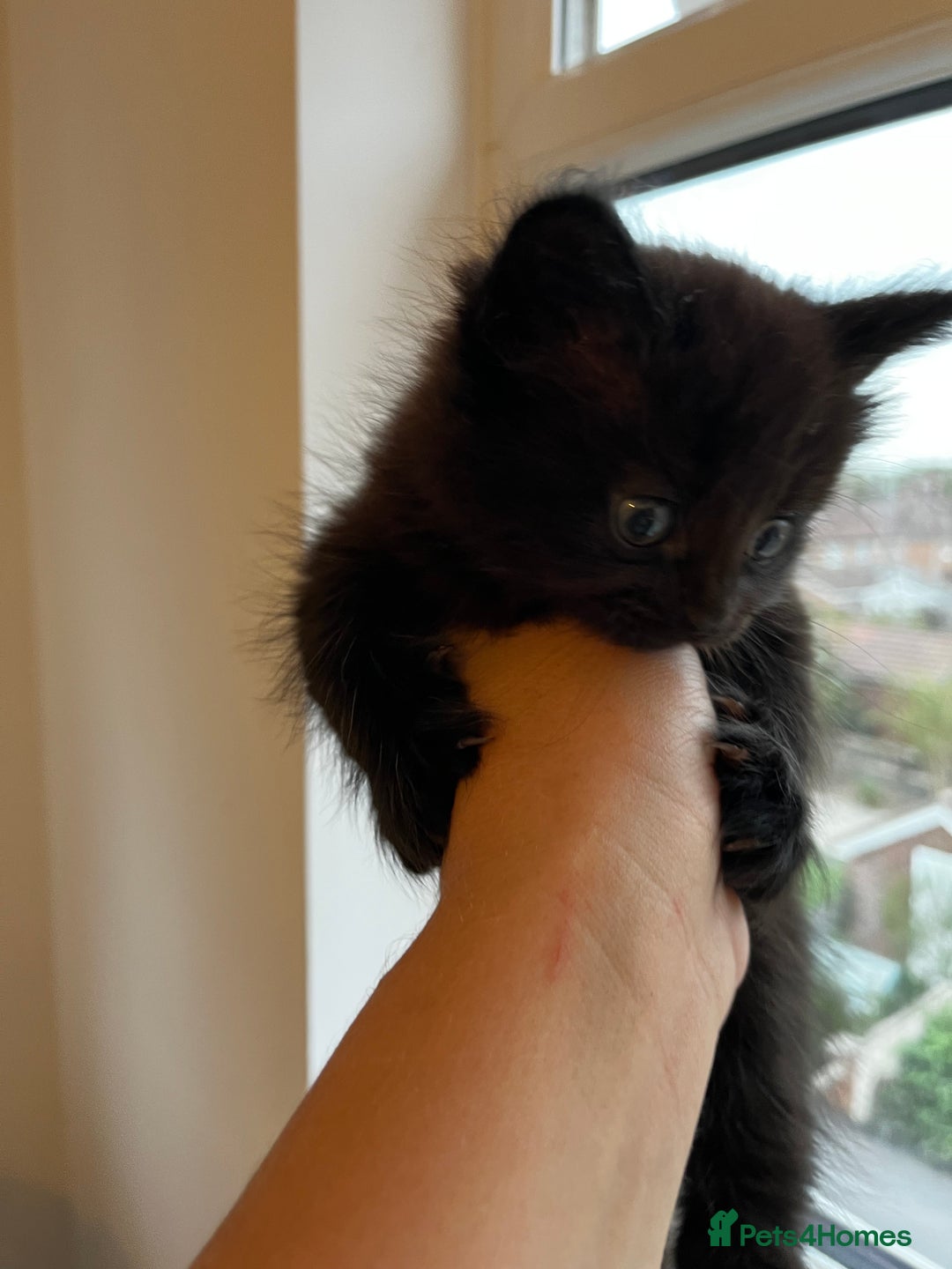 Domestic Shorthair cats for sale: Super cute kittens!  - Image 5