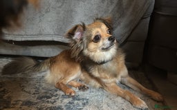 Chipoo dogs for sale: F1b Chipoo last girl  - Image 14