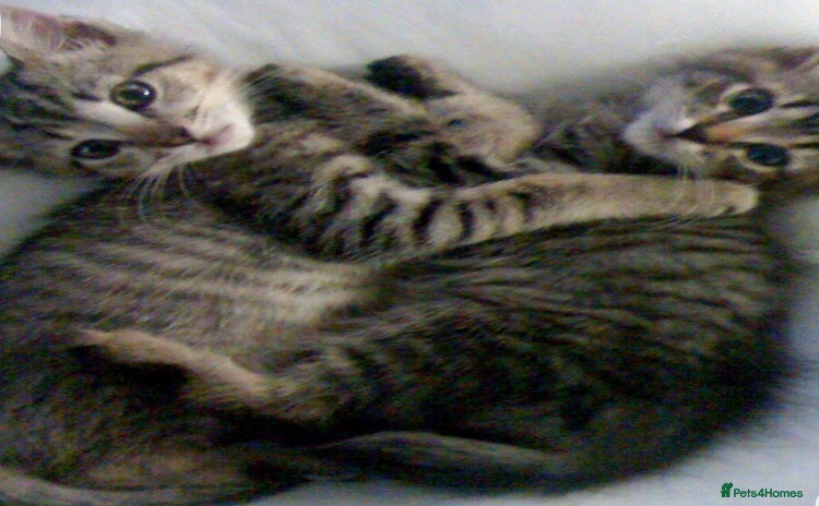 Mixed Breed cats - Advert 9