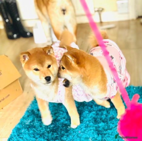 Japanese Shiba Inu dogs - Advert 3