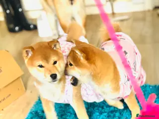 Japanese Shiba Inu dogs Red girl - Advert 3