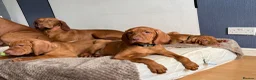 Hungarian Vizsla dogs for sale: 🇭🇺 Hungarian Vizsla puppies 🇭🇺 - Advert 5