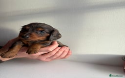 Miniature Dachshund dogs for sale: Miniature long haired dachshund puppies - Image 13