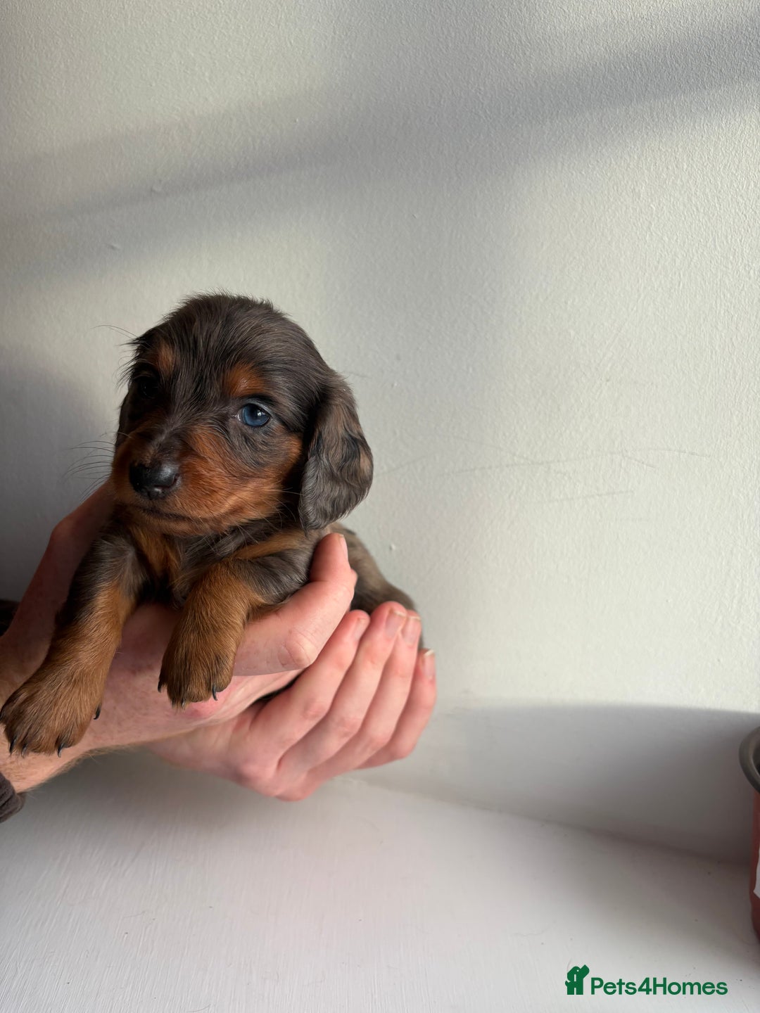 Miniature Dachshund dogs for sale: Miniature long haired dachshund puppies - Image 13