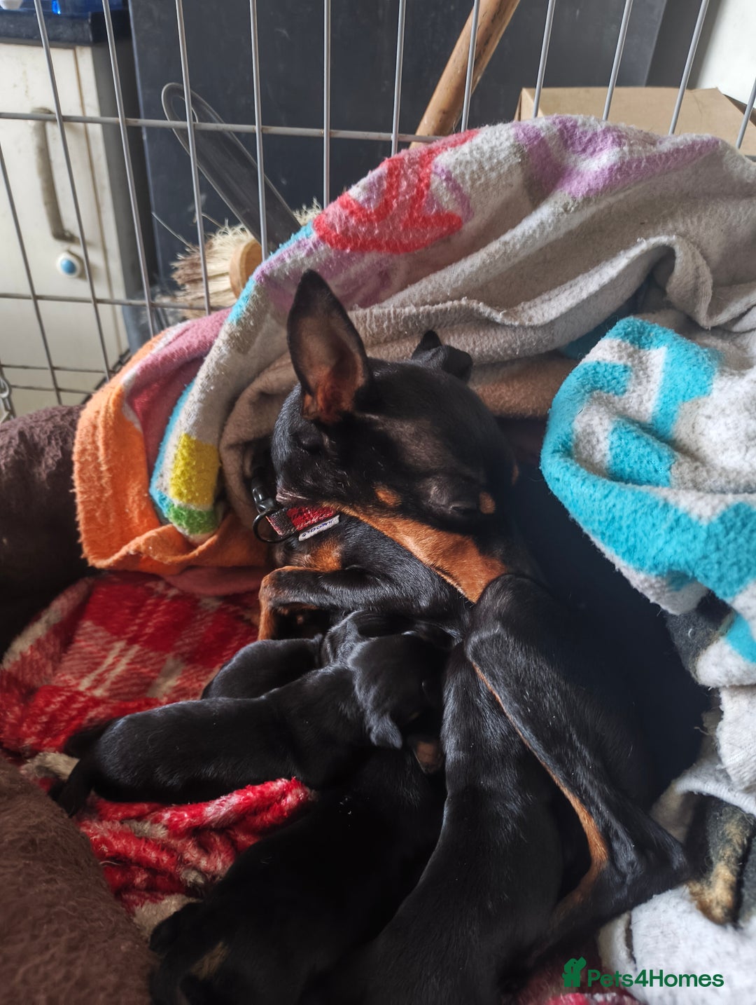 English Toy Terrier dogs for sale: English toy terrier puppies for sale  - Advert 2