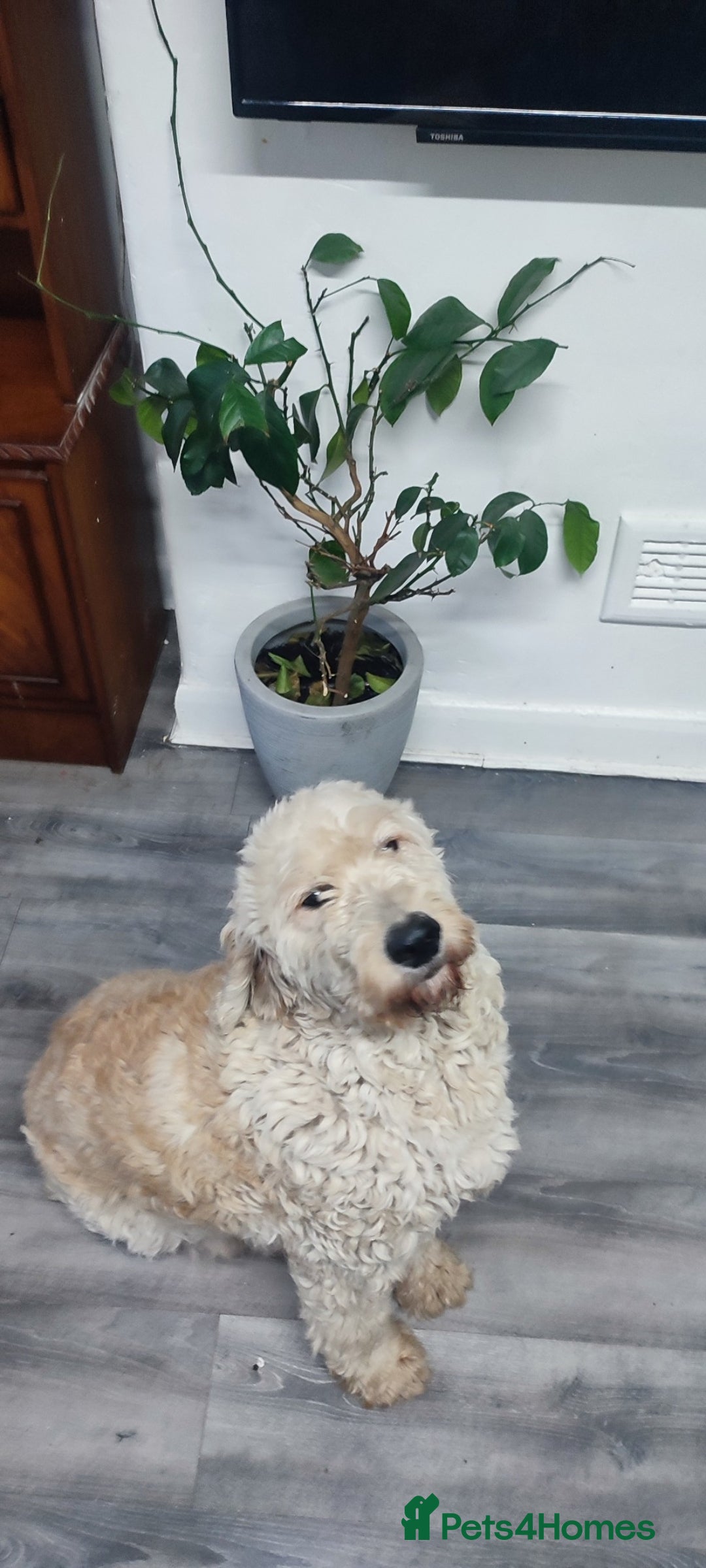 Goldendoodle dogs for sale: Golden doodle 5 year old female  - Image 2