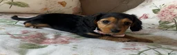 Dachshund dogs for sale: Miniture dachshunds Ready to go in Mitcham - Advert 7