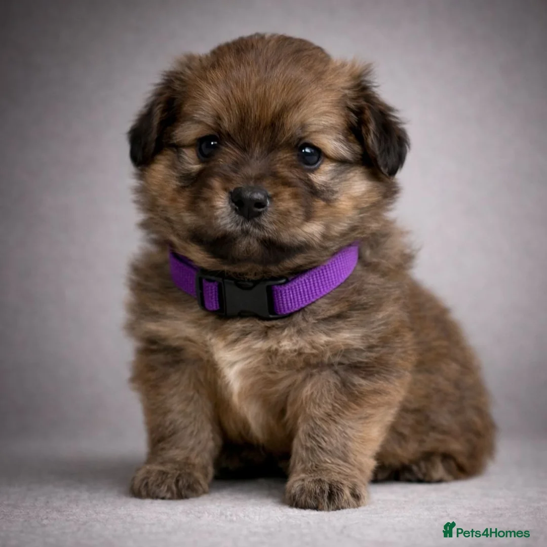 Pomchi dogs for sale: 💎 Luxury Teddy Bear Pomeranian Mix Puppies  - Advert 22