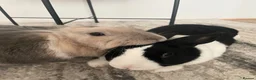 Lionhead rabbits for sale: Rosie looking for her forever home  in Chichester - Advert 6