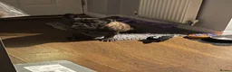 French Bulldog dogs for sale: 6 years old French bulldog for sale - Advert 1