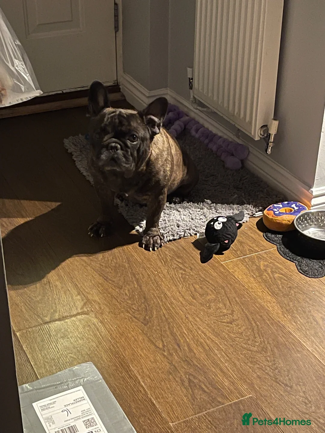 French Bulldog dogs for sale: 6 years old French bulldog for sale - Advert 1