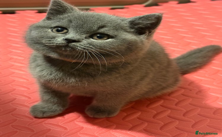 British Shorthair cats - Advert 4
