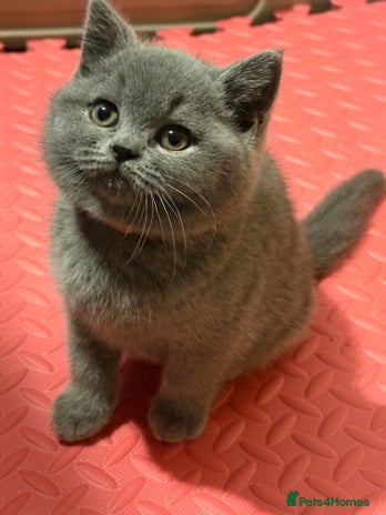 British Shorthair cats - Advert 4
