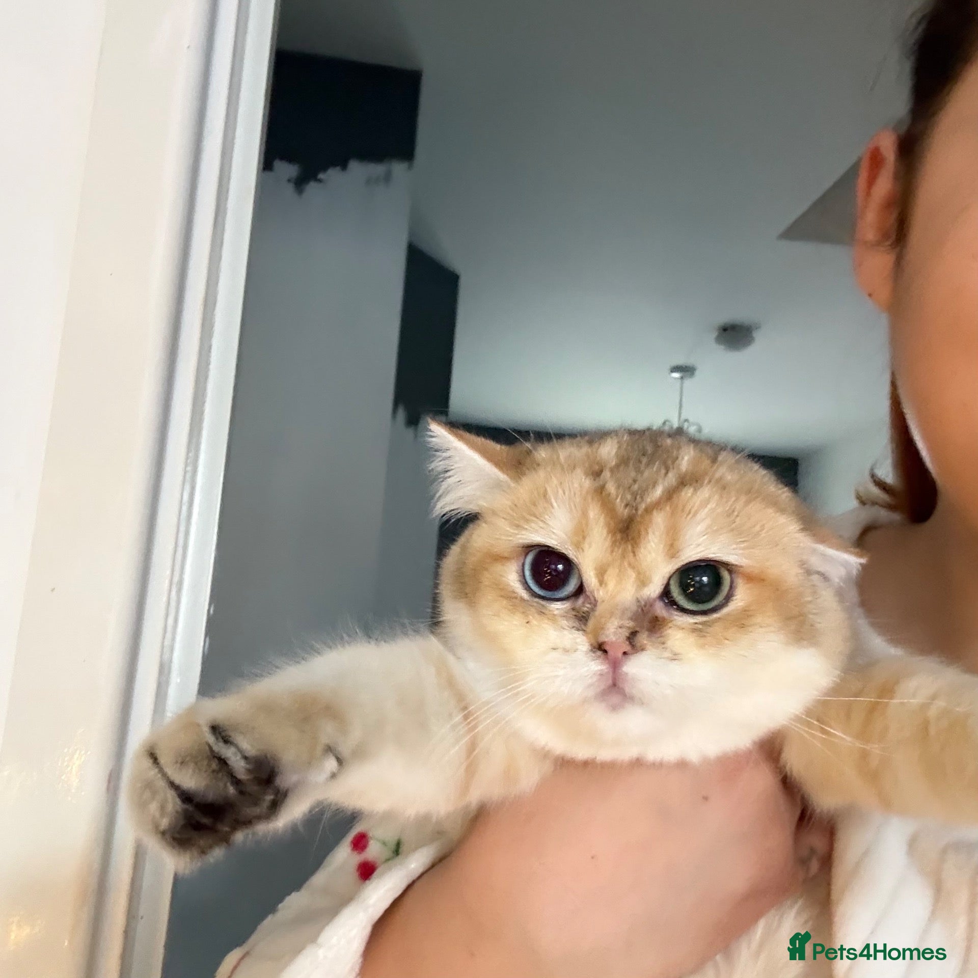British Shorthair cats for sale: Golden black ticked odd eyes BSH  - Advert 2