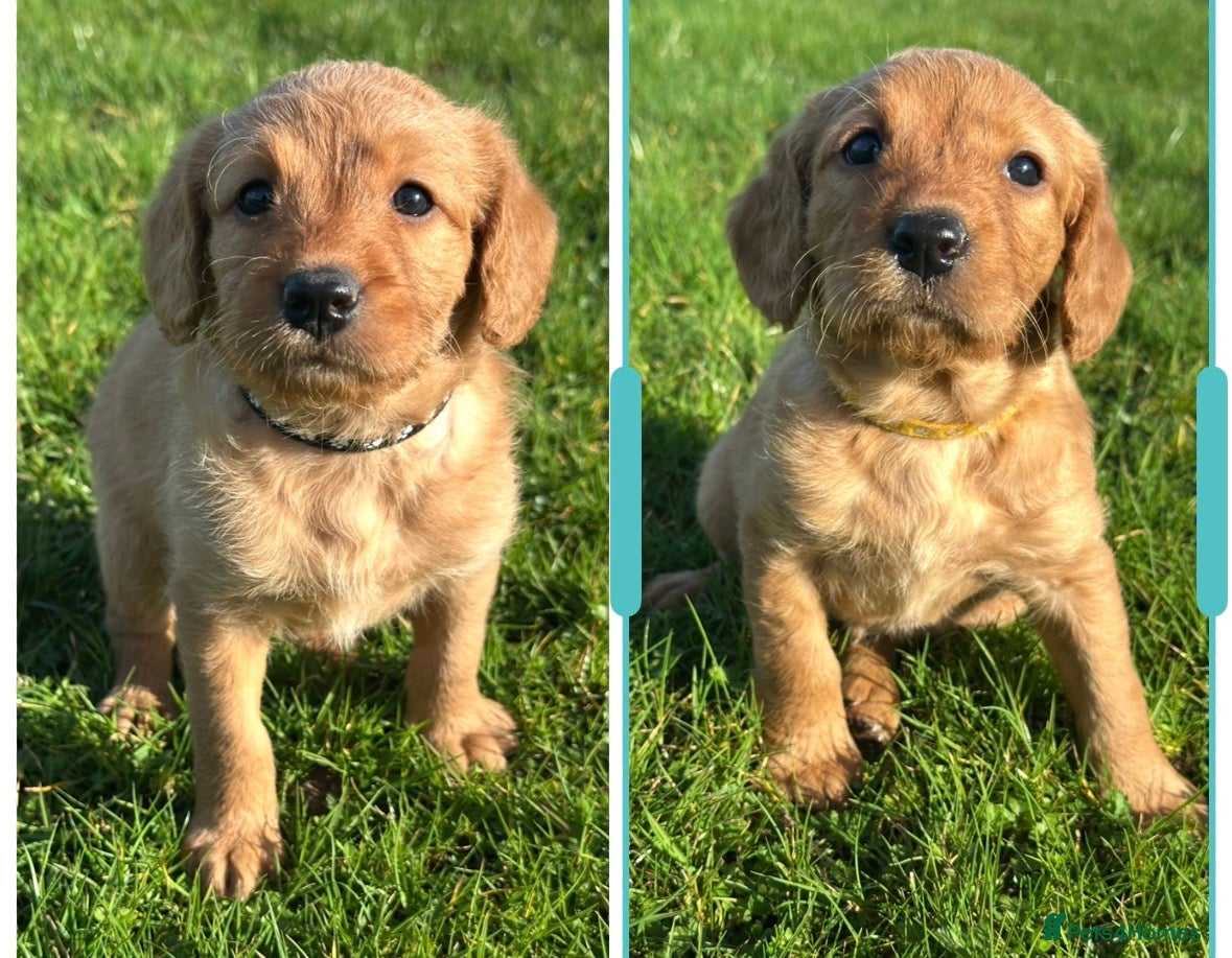 Labradoodle dogs ⭐️Fully Health Tested F1 Miniature Labradoodles⭐️ - Advert 1