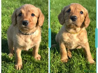 Labradoodle dogs ⭐️Fully Health Tested F1 Miniature Labradoodles⭐️ - Advert 1