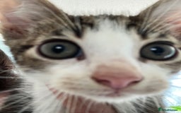 Mixed Breed cats for sale: 3 gorgeous Toms for sale - Image 3