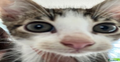 Mixed Breed cats - Advert 10