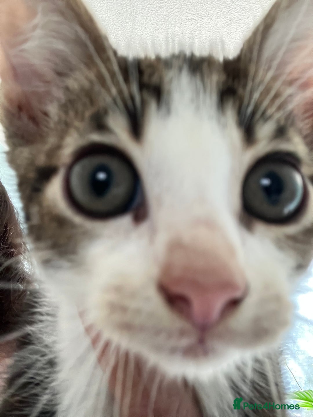 Mixed Breed cats for sale: 3 gorgeous Toms for sale - Image 3