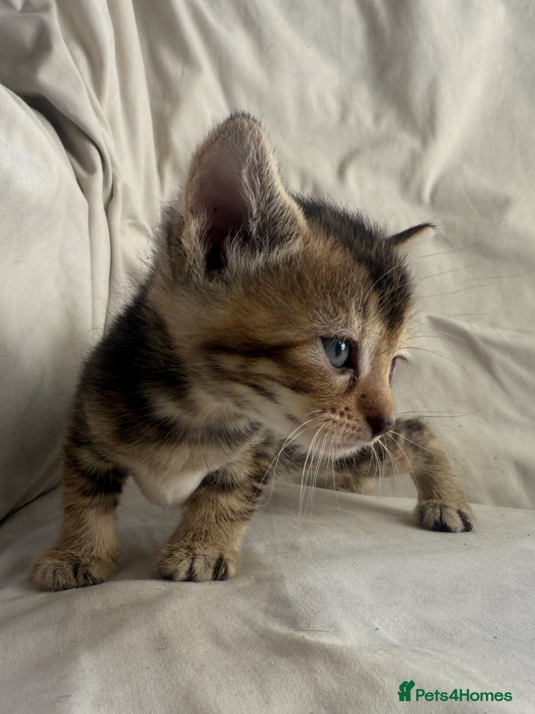 Mixed Breed cats for sale: Beautiful British shorthair cross kittens for sale - Image 5