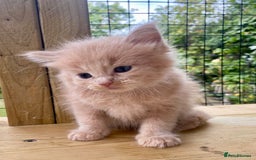 Ragcoon cats for sale: Ragdol Maincoon Cross - Image 3