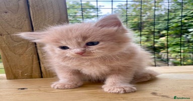 Ragcoon cats - Advert 11