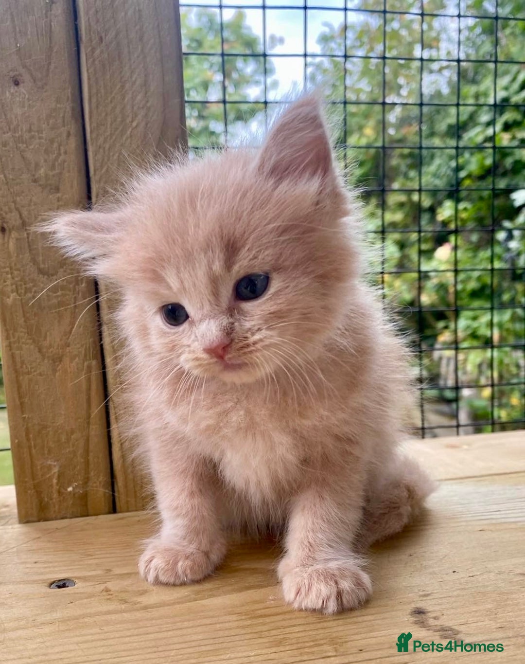 Ragcoon cats for sale: Ragdol Maincoon Cross - Image 3