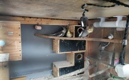 Cockatiels birds for sale: Range Of Cockatiels *read description - Image 15