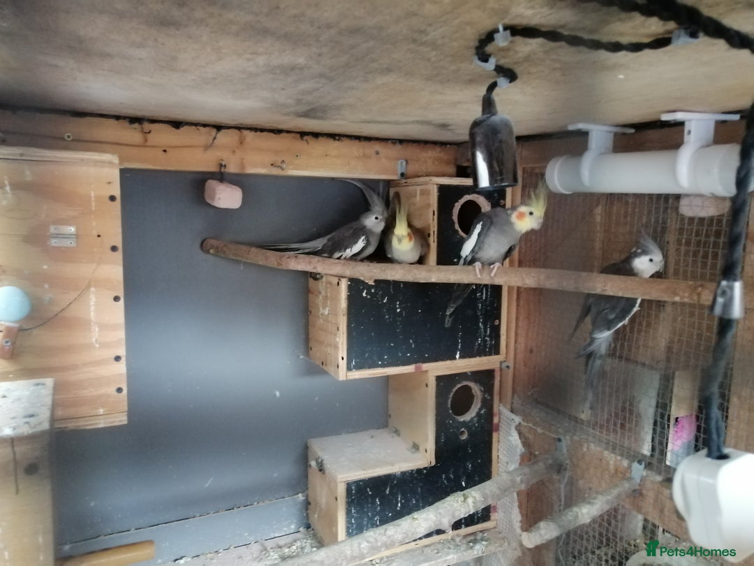 Cockatiels birds for sale: Range Of Cockatiels *read description - Image 15