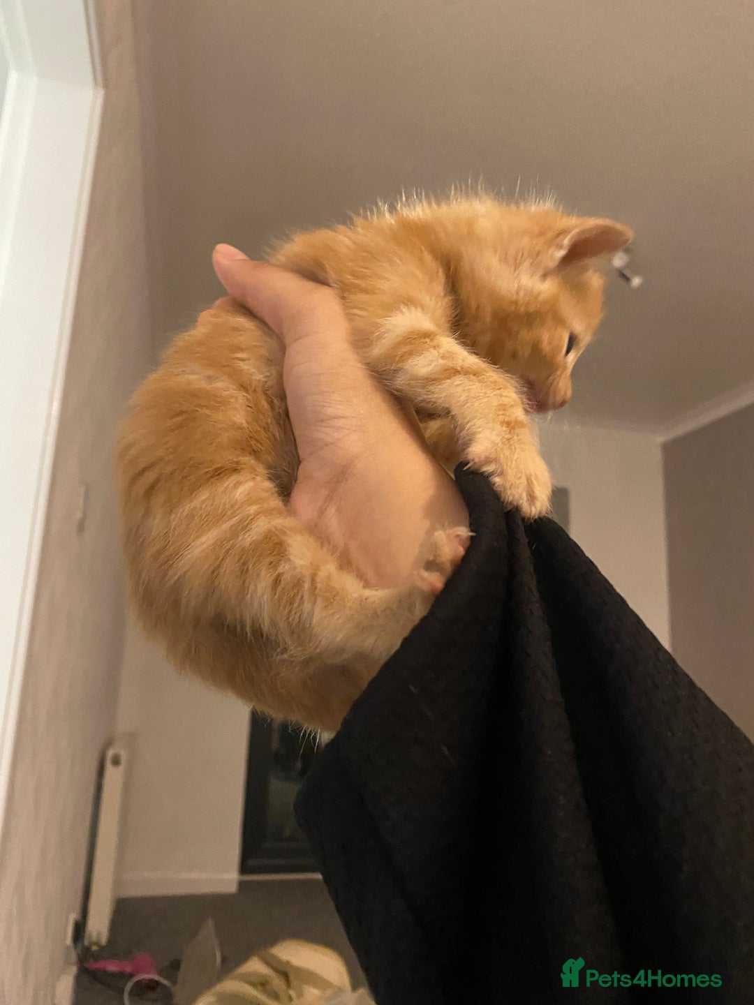 Mixed Breed cats for sale: Adorable kittens for sale - Image 4