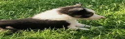 Border Collie dogs for sale: Border Collie pups born on farm to working parents - Advert 11