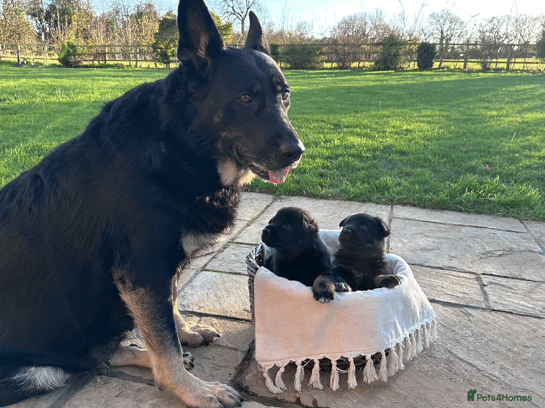 German Shepherd dogs for sale: FIVE EXCLUSIVE GSD PUPS, HOME RARED AND BRED. - Advert 31