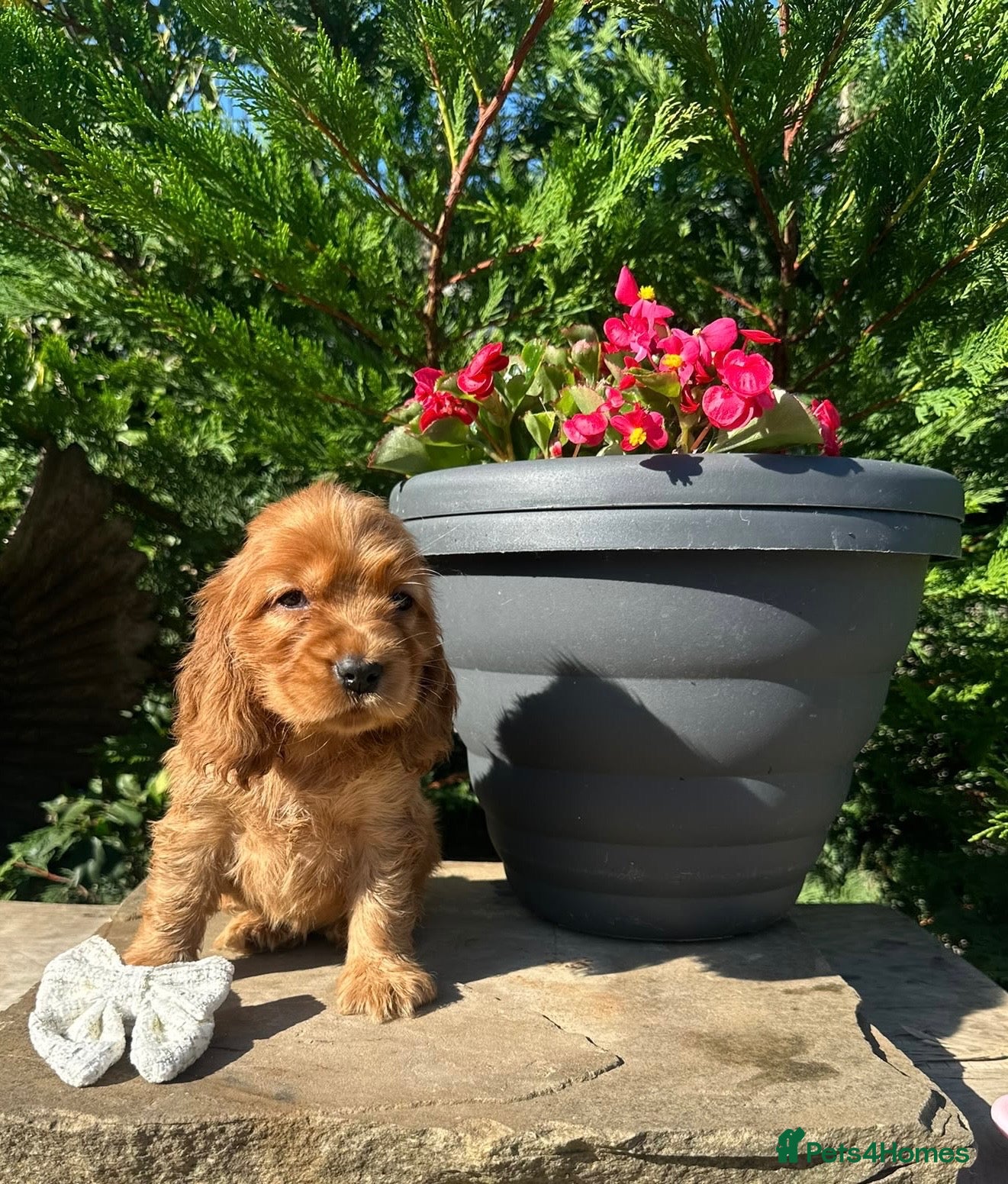 Cocker Spaniel dogs ⭐️Stunning show cocker spaniel puppies  - Advert 2