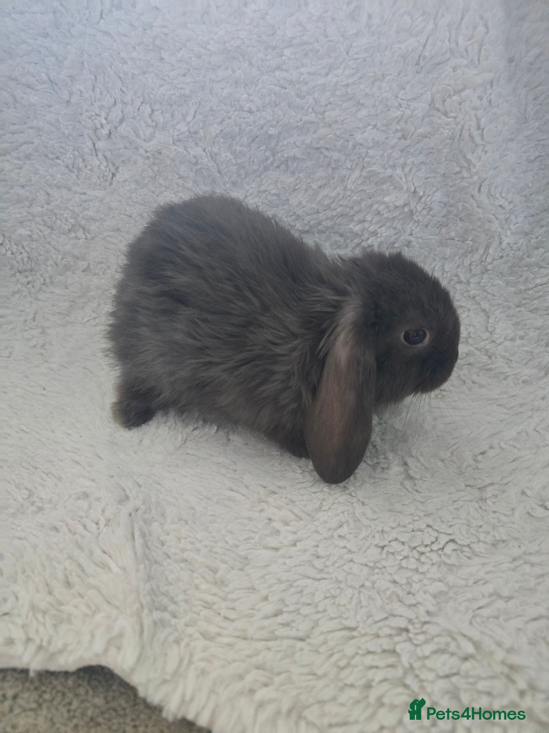 Mini Lop rabbits for sale: Mini lops - Advert 4