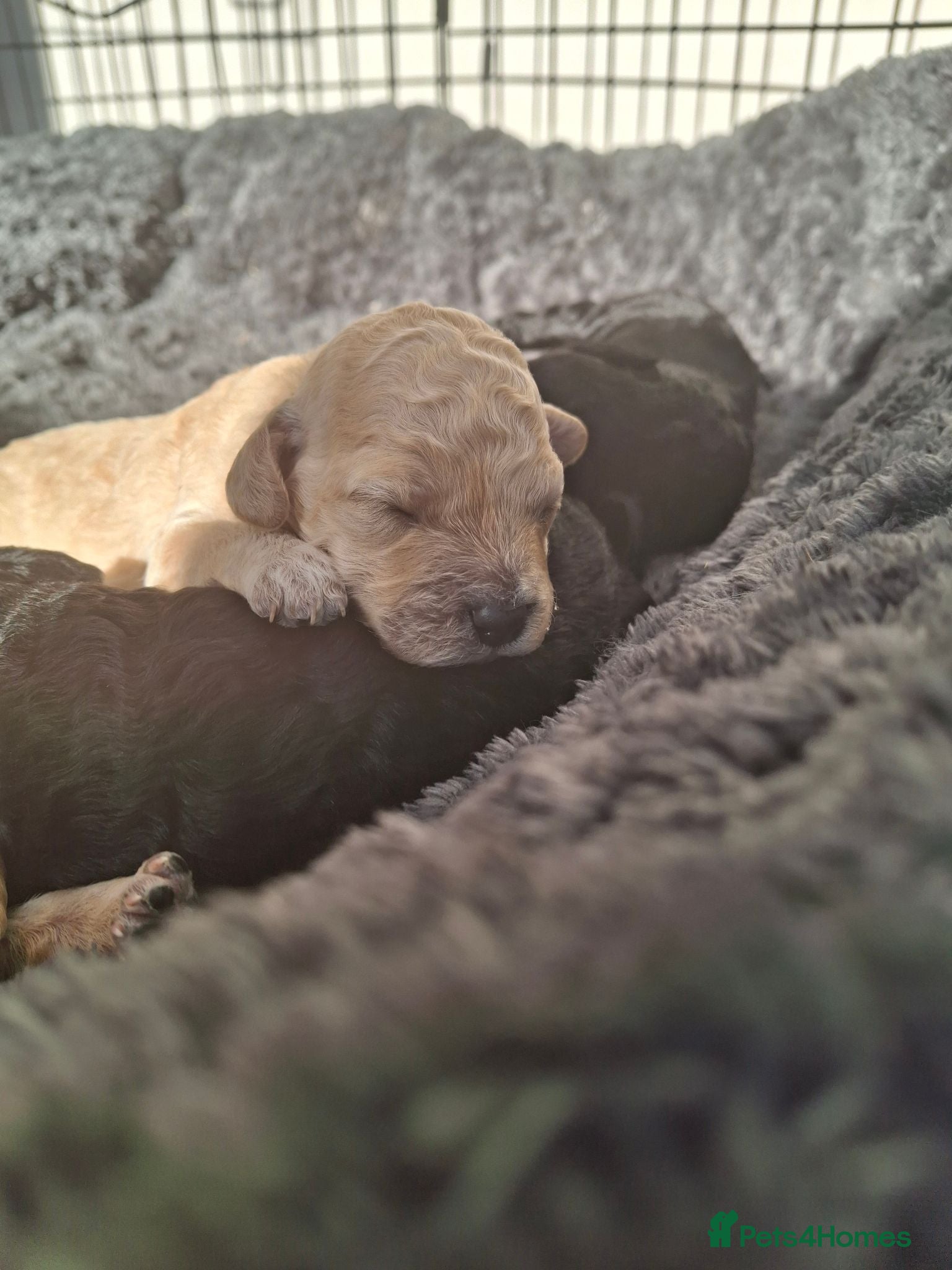 Cavapoochon dogs 🐾 Gorgeous Cavapoochon Puppies 🐾 - Advert 1