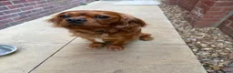 King Charles Spaniel dogs for sale: King Charles Spaniel in Rotherham - Advert 1