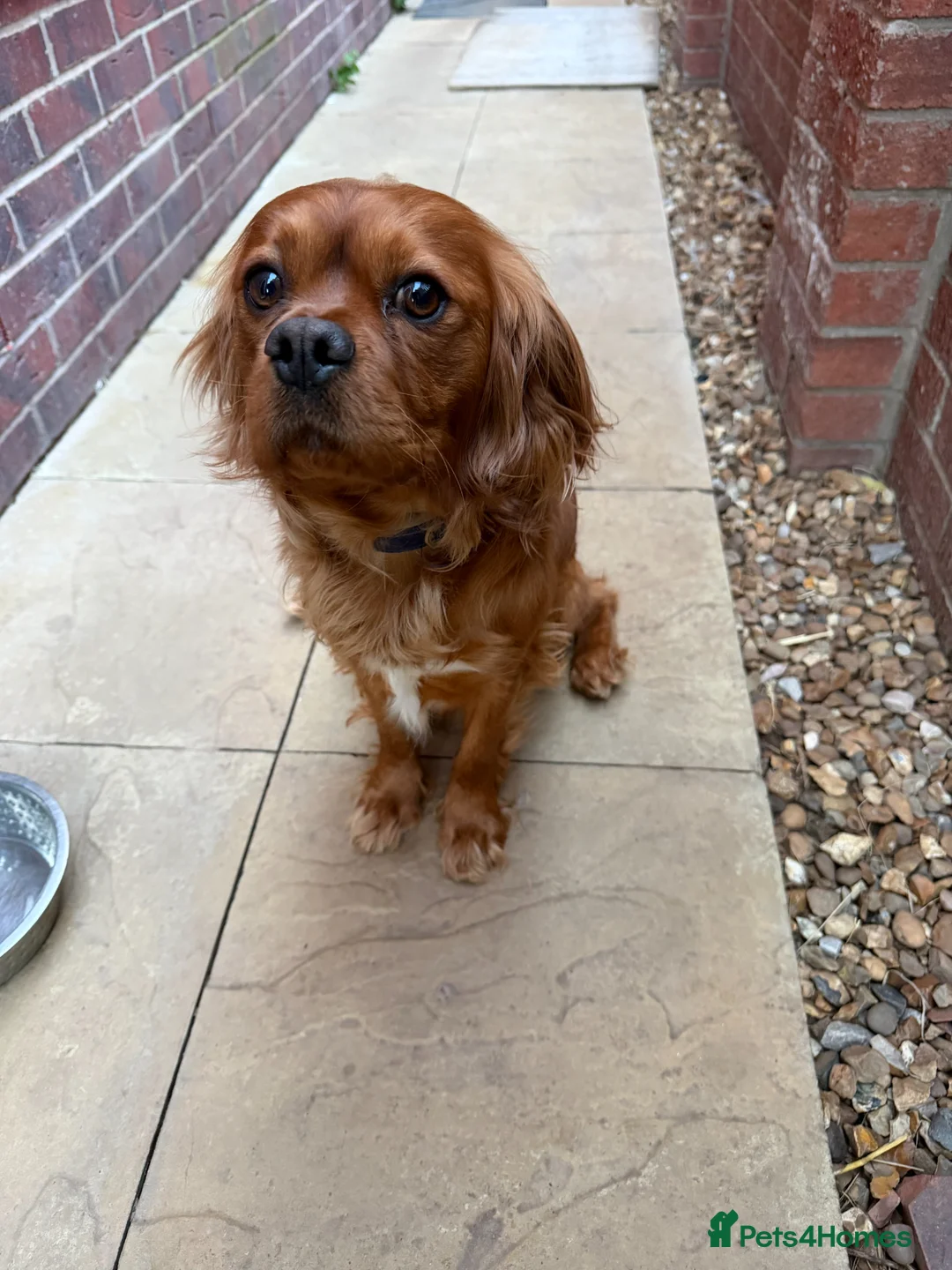 King Charles Spaniel dogs for sale: King Charles Spaniel in Rotherham - Advert 1
