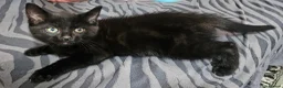 Mixed Breed cats for sale: A beautiful litter of 4 kittens - Advert 32