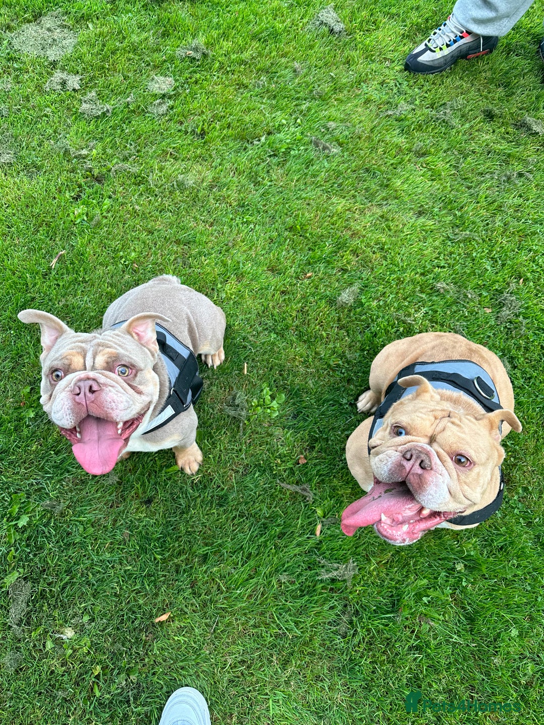 English Bulldog dogs for sale: English bulldog pups - Image 2