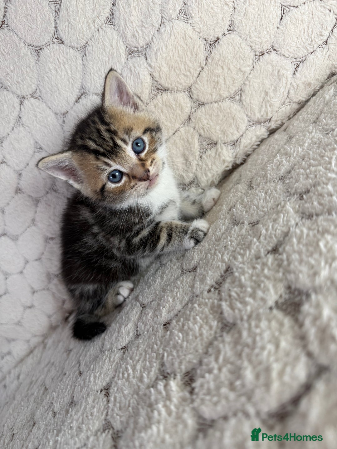 Mixed Breed cats for sale: ONLY ONE LITTLE BOY KITTEN LEFT - Advert 9