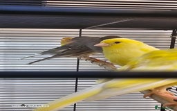 Canaries birds for sale: Irish fancy canary  - Image 7