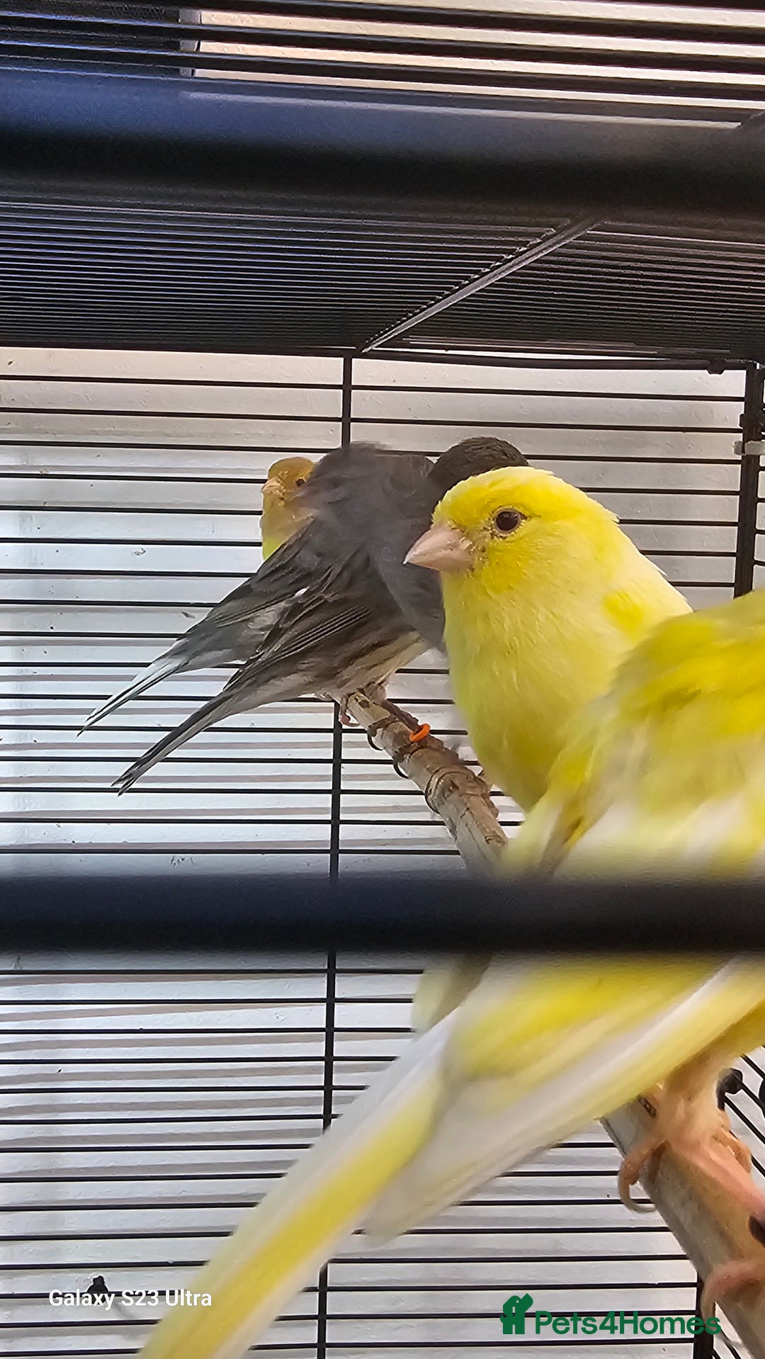 Canaries birds for sale: Irish fancy canary  - Image 7