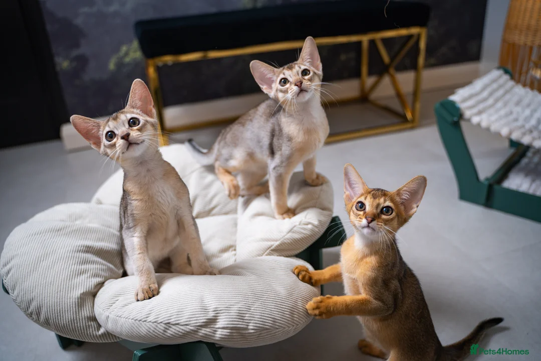 Abyssinian cats for sale: Pure Silver Abyssinian Champion Lines 🏆 Tica - Advert 1
