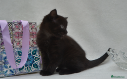 Mixed Breed cats for sale: Maine-Coone/Bombay Mixed Kitten - Image 5